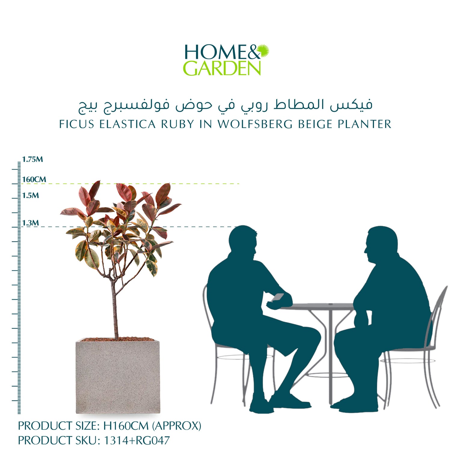  فيكس المطاط روبي في حوض وولفسبيرغ بيج - ارتفاع 160 سم