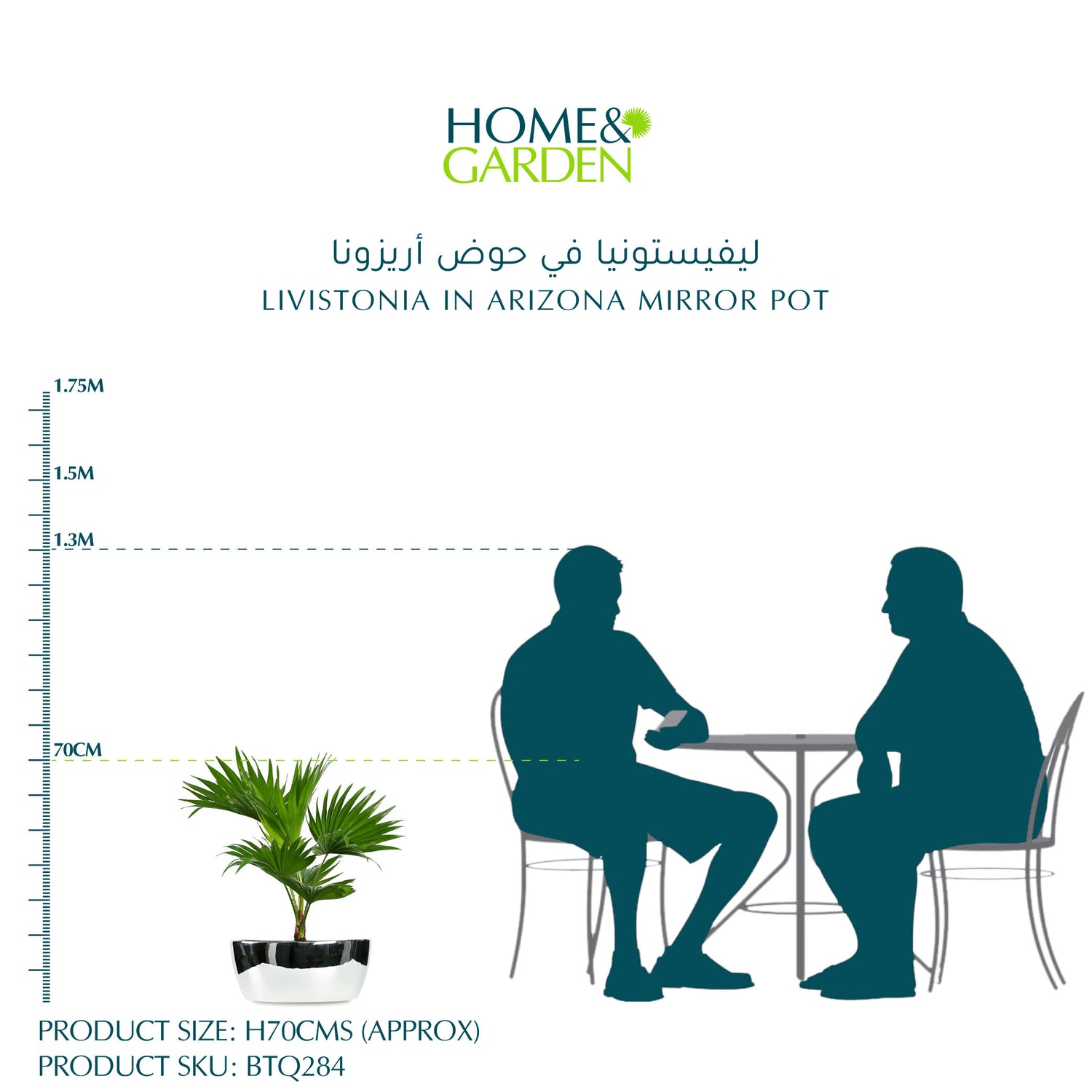 LIVISTONIA IN ARIZONA MIRROR POT - ليفيستونيا في حوض أريزونا