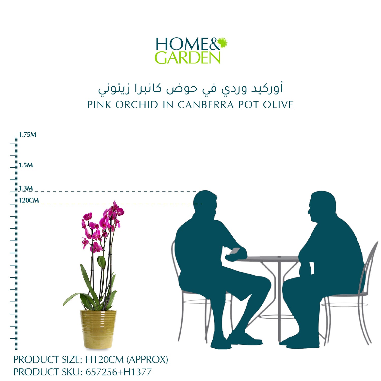 PINK ORCHID IN CANBERRA POT OLIVE - أوركيد وردي في حوض كانبرا زيتوني