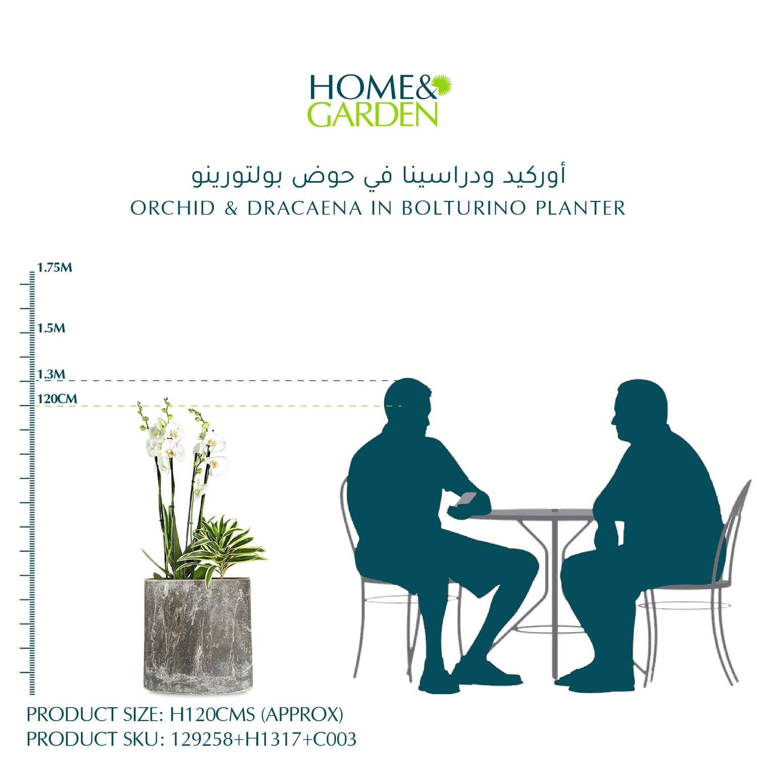  أوركيد ودراسينا في حوض بولتورينو