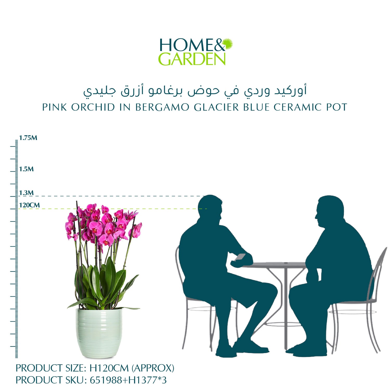 PINK ORCHID IN BERGAMO GLACIER BLUE CERAMIC POT - أوركيد وردي في حوض برغامو أزرق جليدي