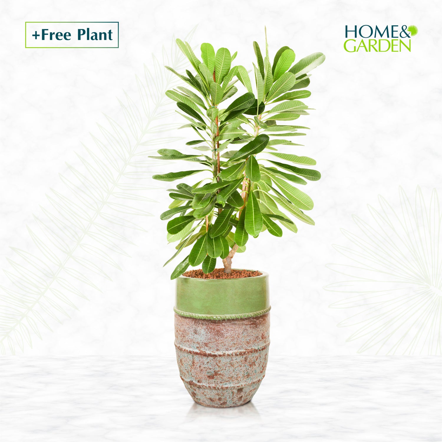 BUY POT & GET A PLANT FREE - PETROLINA MINT-MIST GREEN PLANTER - حوض بترولينا - اشتري حوض واحصل على نبتة مجاناً