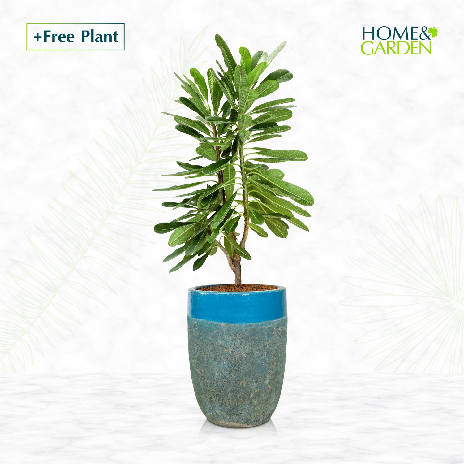 BUY POT & GET A PLANT FREE - PETROLINA IRONSTONE AQUA BLUE - حوض بترولينا - اشتري حوض واحصل على نبتة مجاناً