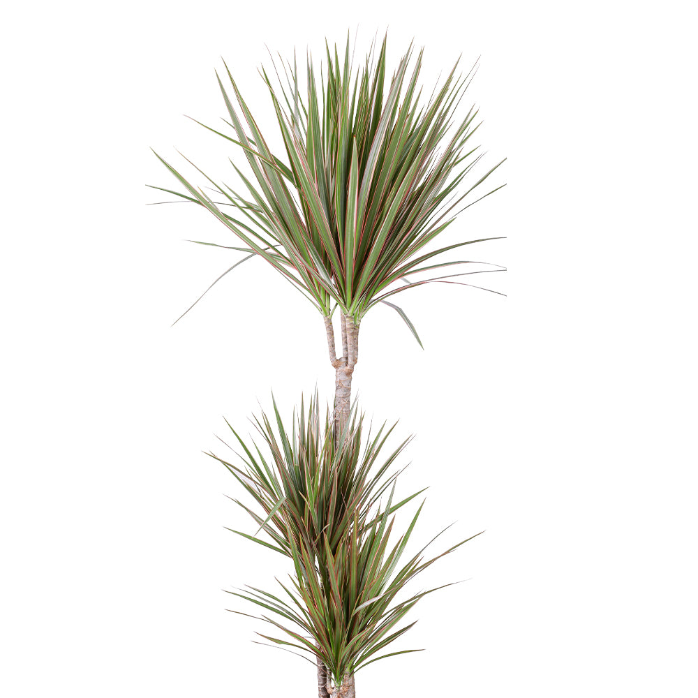 DRACAENA MARGINATA BICOLOR   دراسينا مارجيناتا