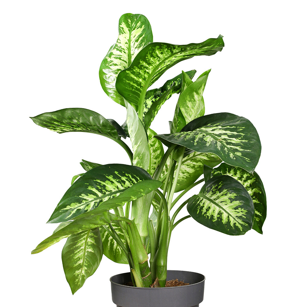 DIEFFENBACHIA SEGUINE ديفنباخيا سيجيون