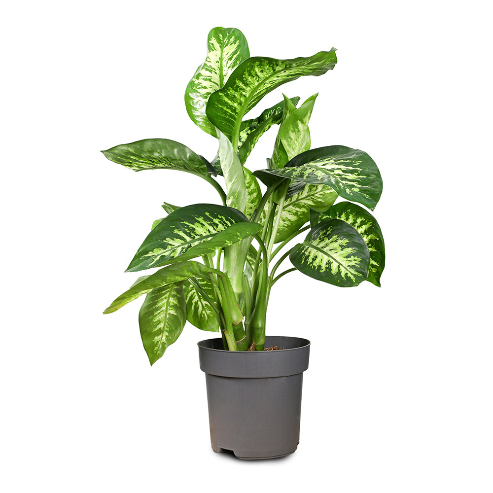 DIEFFENBACHIA SEGUINE ديفنباخيا سيجيون