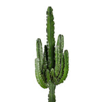 EUPHORBIA ABYSSINICA ERITREA H115 CMS - ايفوربيا أبيسينيكا إريتريا