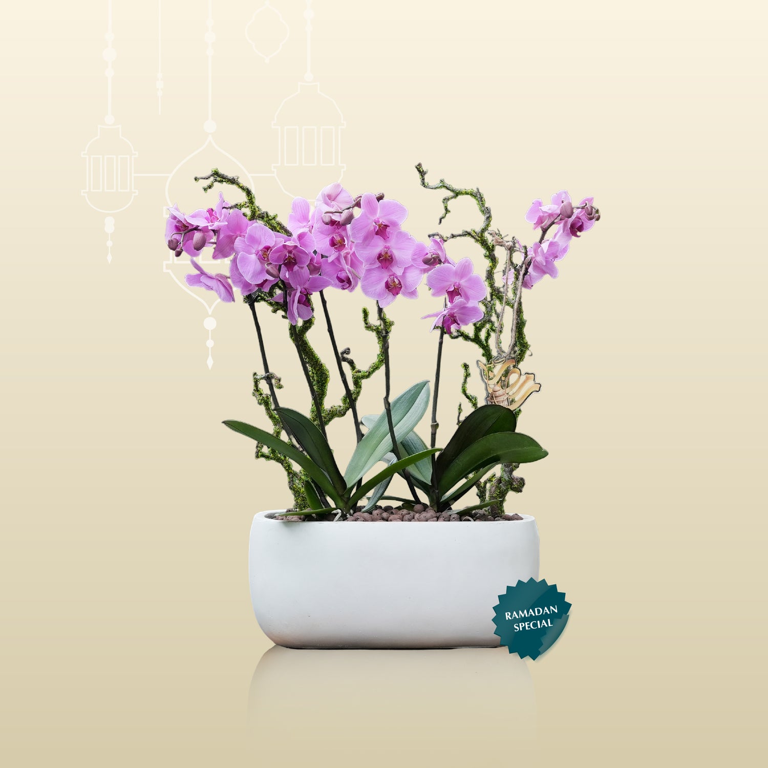 PINK ORCHID GIFT SET