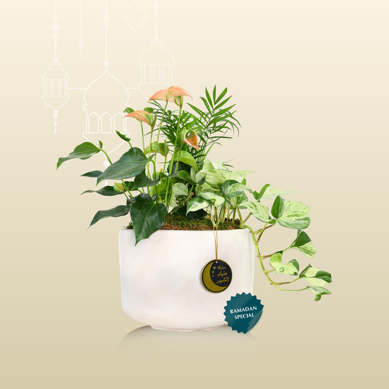 INDOOR PLANTS RAMADAN GIFT