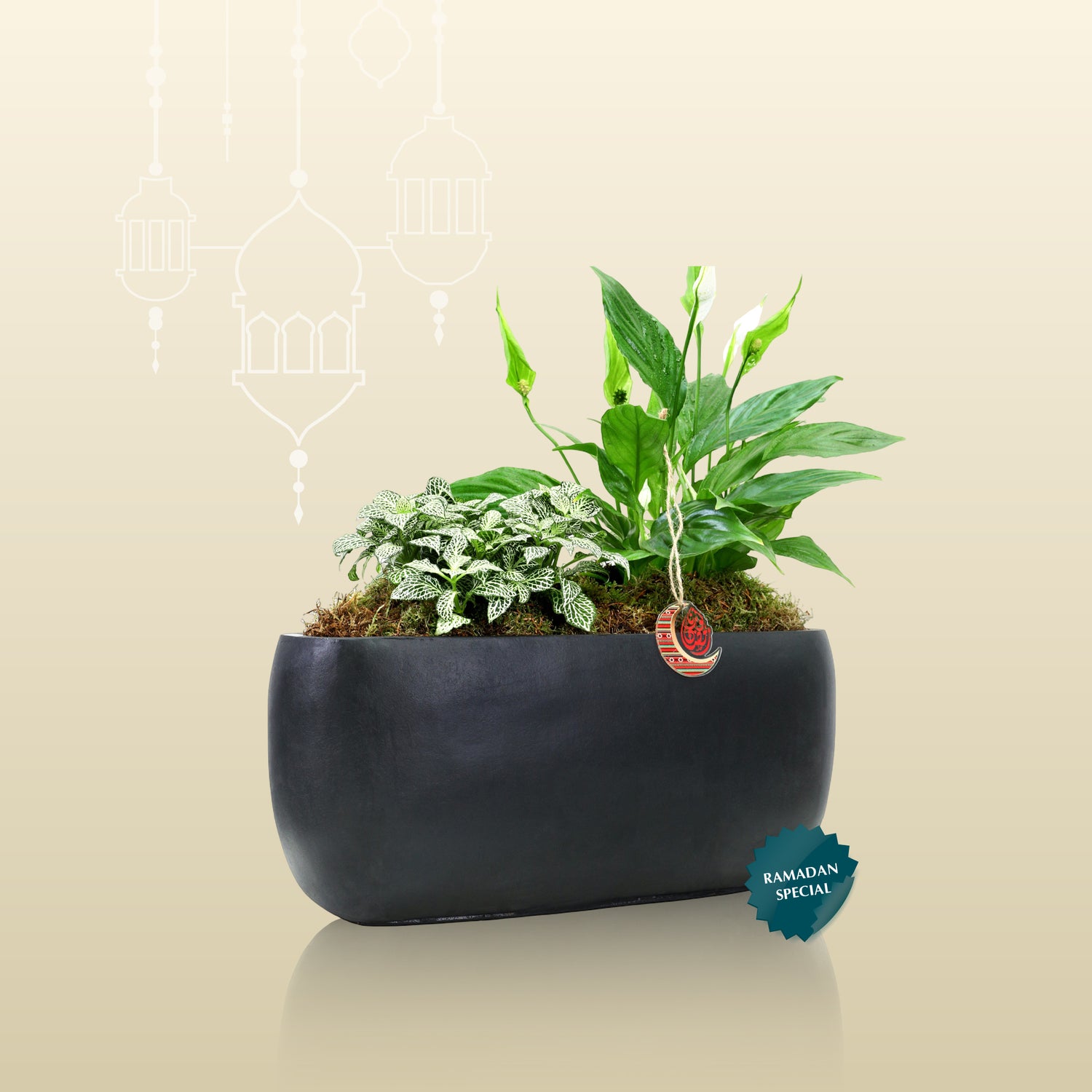 PEACE LILLY GIFT ARRANGEMENT