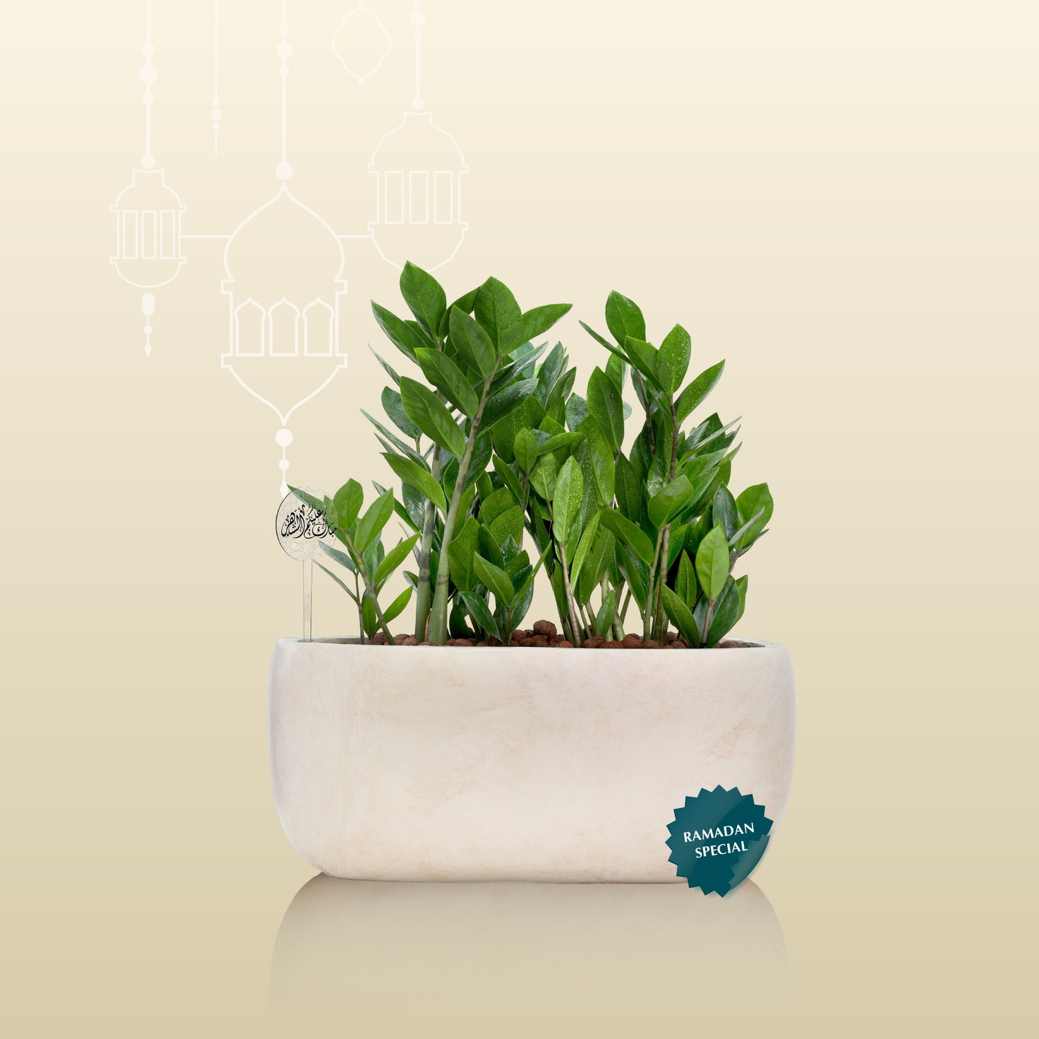 ZZ PLANT GIFT SET