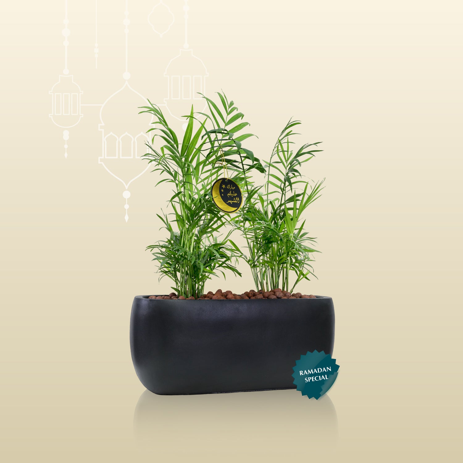 INDOOR PLANTS GIFT SET