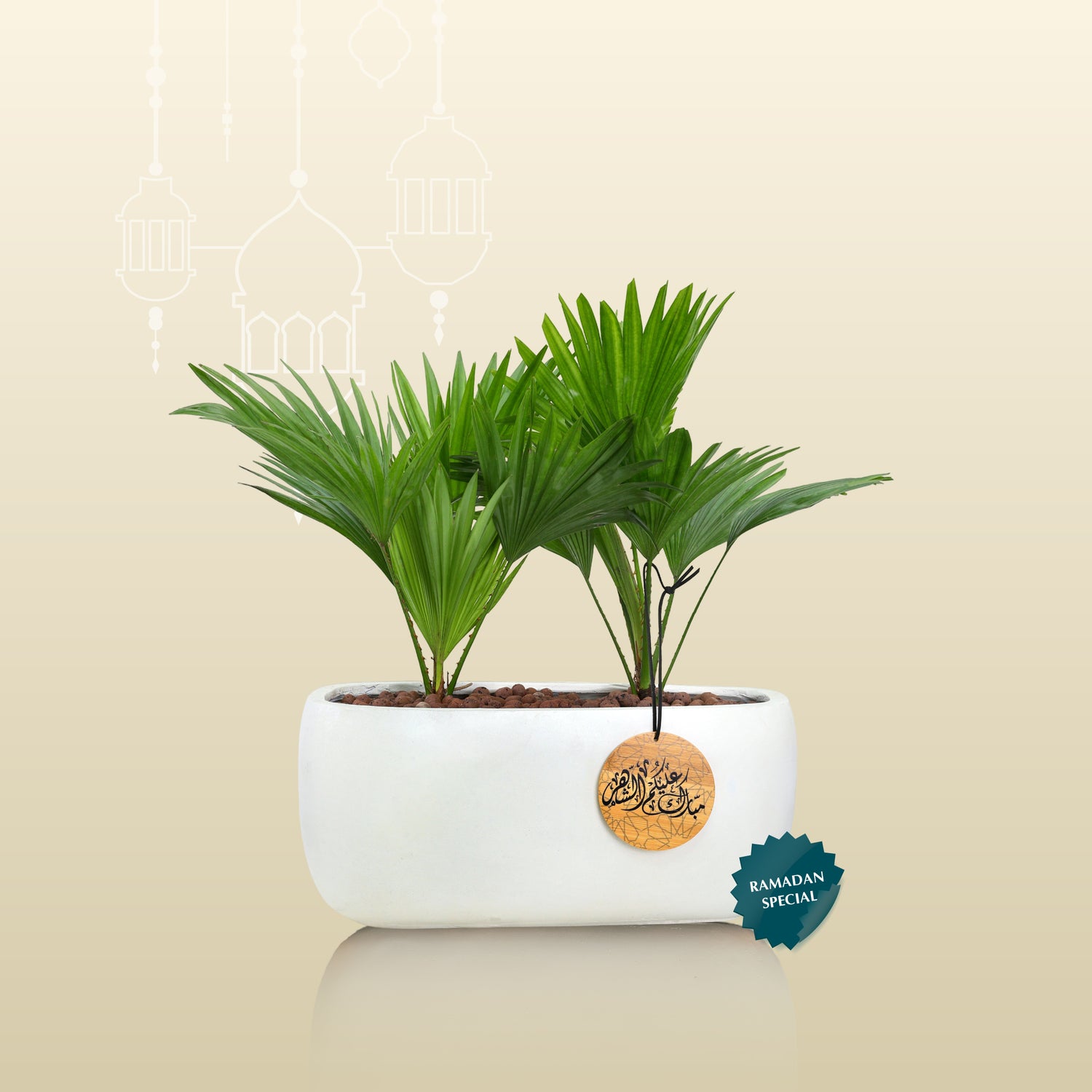 INDOOR PLANTS GIFT SET