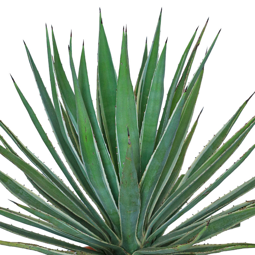 AGAVE ANGUSTIFOLIA  اجاف انجستيفوليا