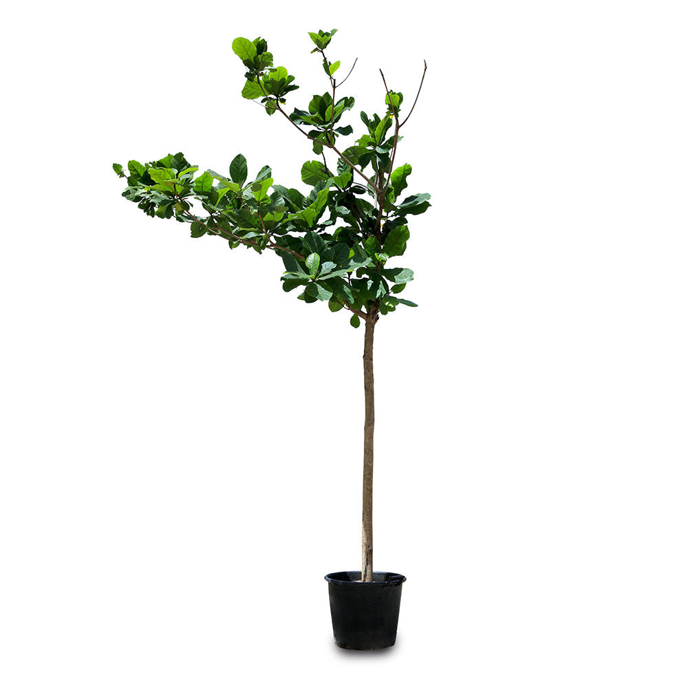 TERMINALIA CATAPPA (INDIAN ALMOND TREE)	- ترميناليا (شجرة اللوز الهندية)