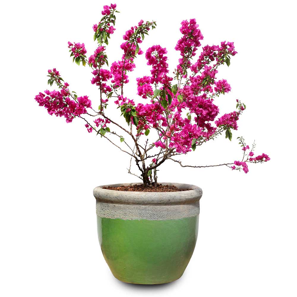 BOUGAINVILLEA MESCOLARE IN BREVES WHITE-GREEN CERAMIC POT - جهنمية ميسكولر في حوض بريف الأبيض والأخضر