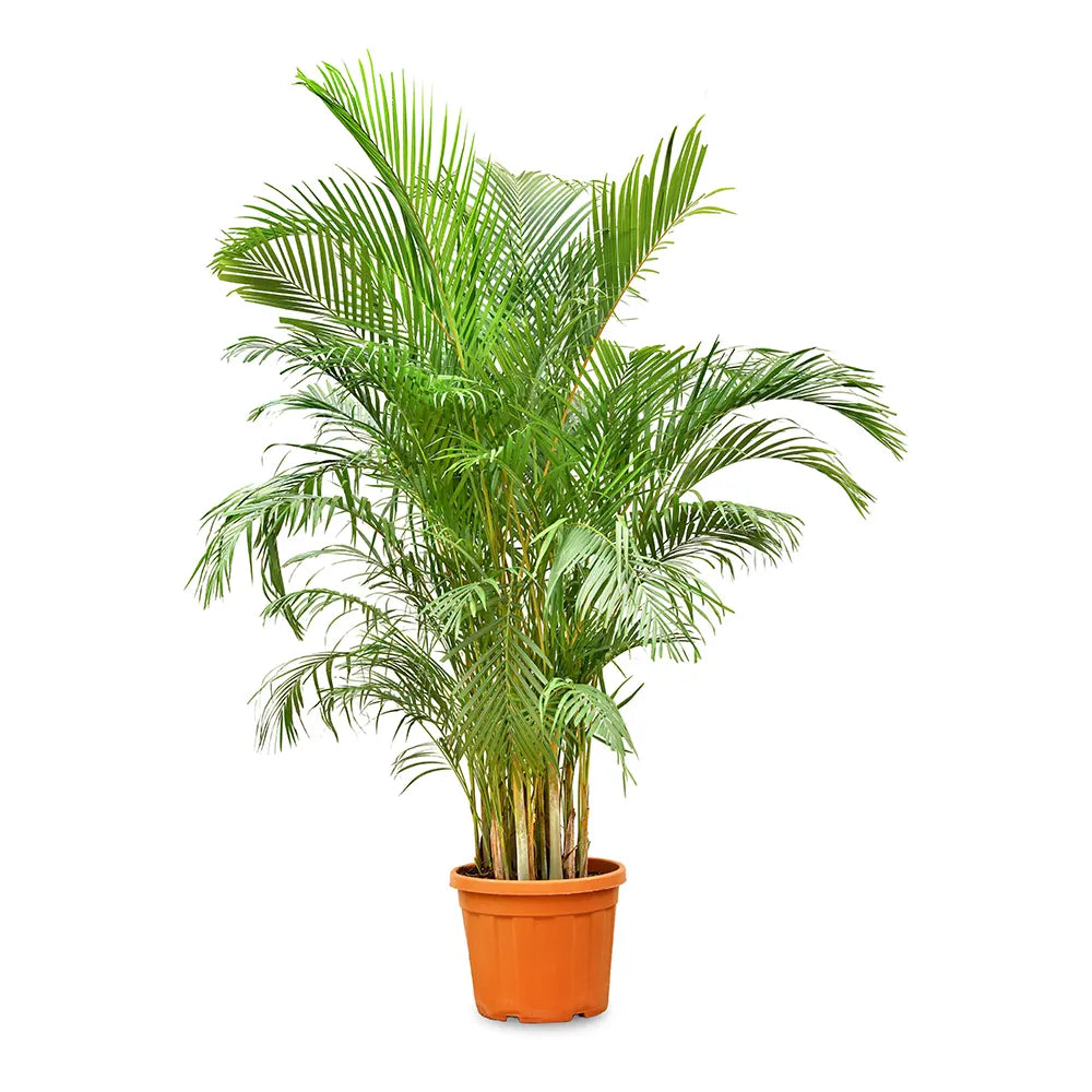 كريساليدوكاربوس لوتيسنس (نخيل الأريكا)