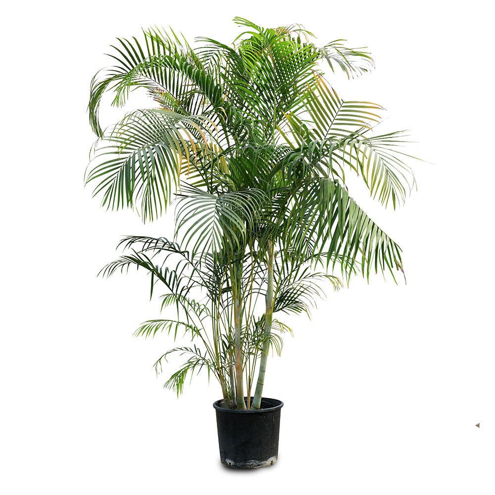 CHRYSALIDOCARPUS LUTESCENS 180 -220CM