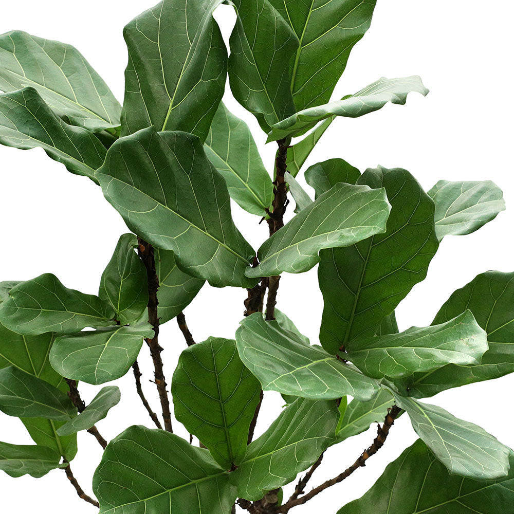 FICUS LYRATA 140CM-150CM  فيكس ليراتا