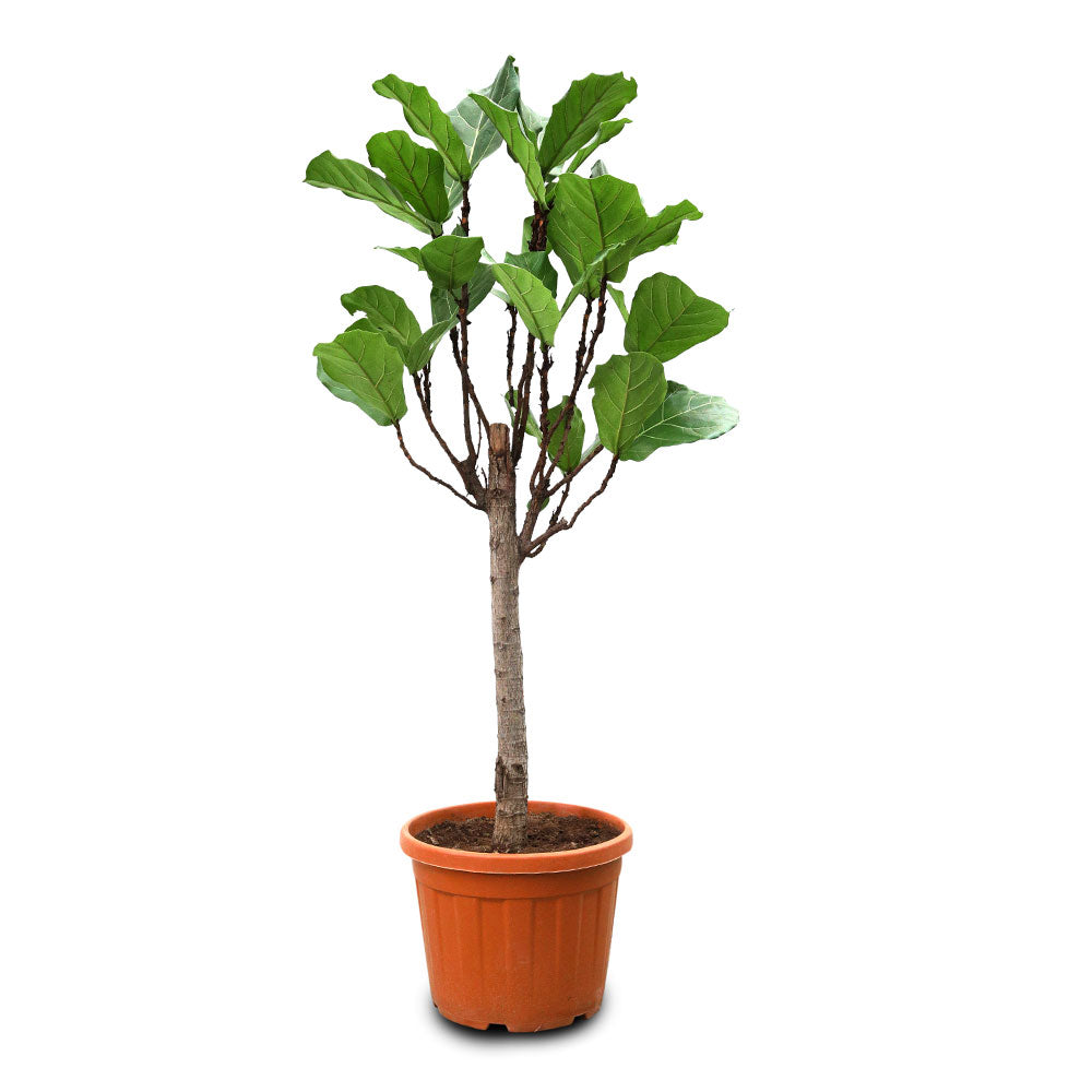 FICUS LYRATA 140CM-150CM  فيكس ليراتا