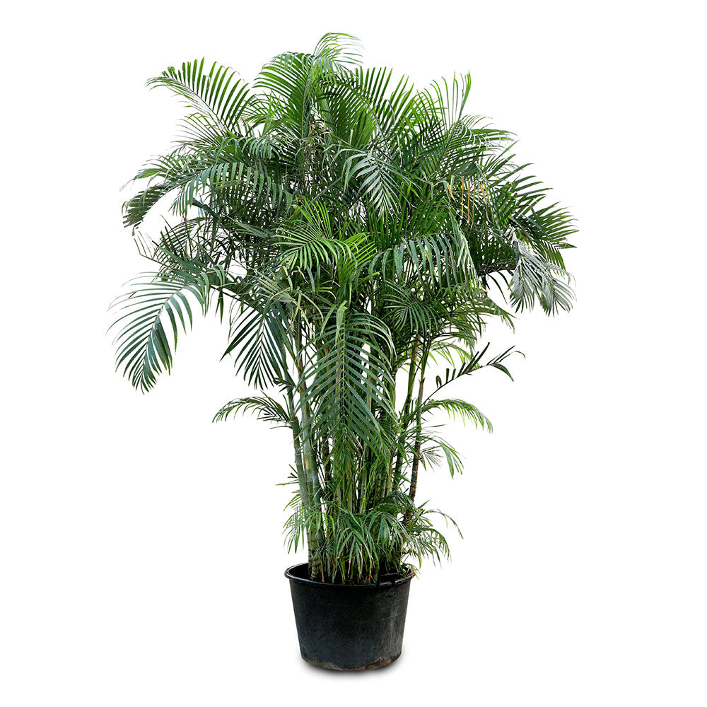 CHRYSALIDOCARPUS LUTESCENS (ARECA PALM) أريكا