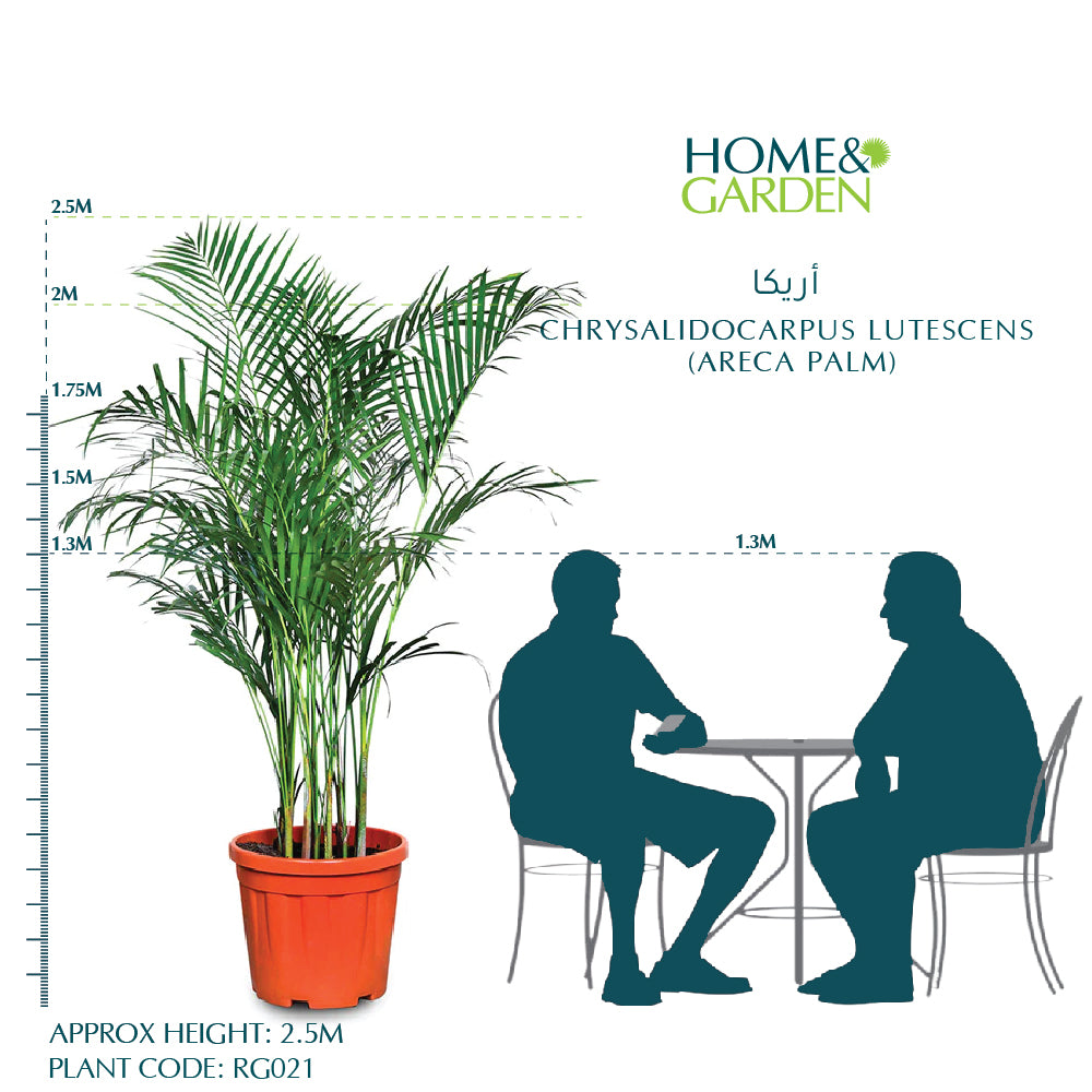 كريساليدوكاربوس لوتيسنس (نخيل الأريكا)