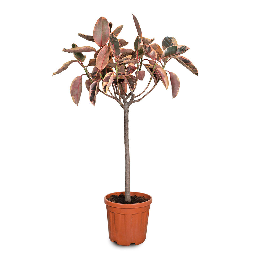 FICUS ELASTICA RUBY TREE فيكس المطاط