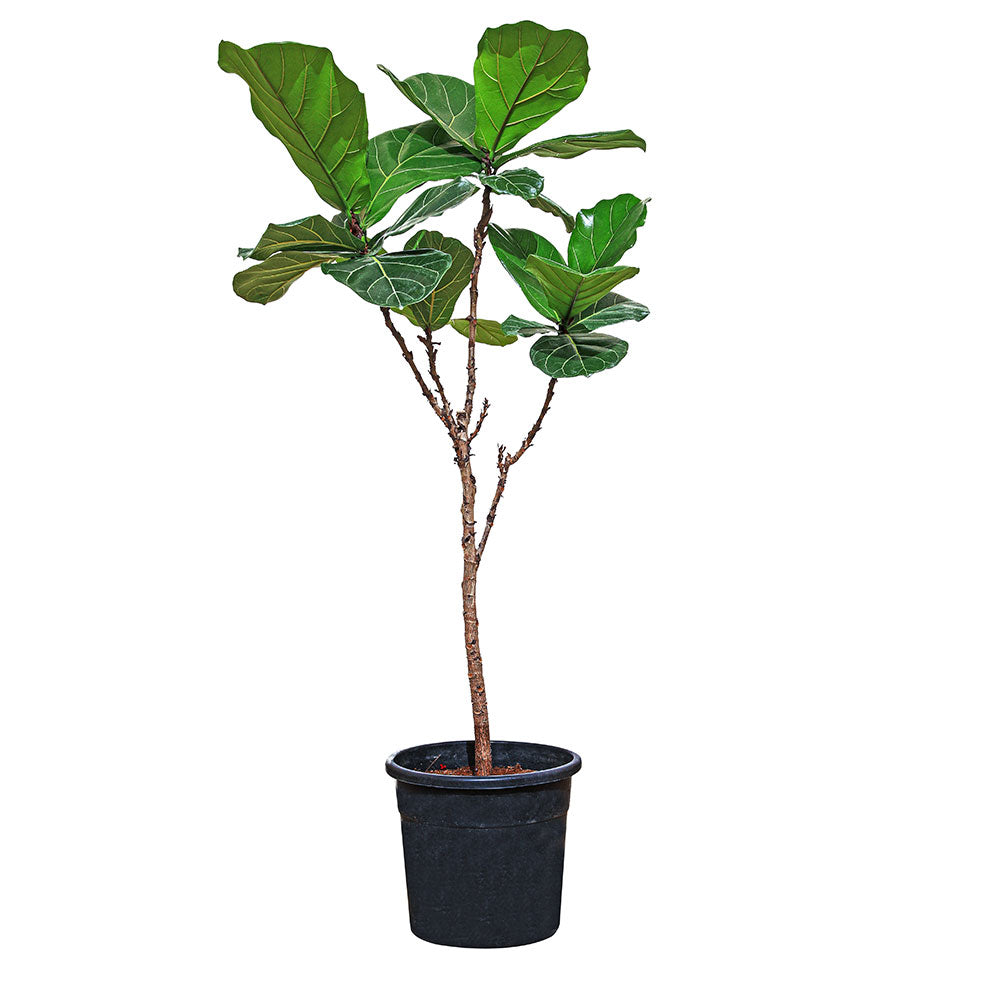 FICUS LYRATA PLANT - نبات فيكس ليراتا