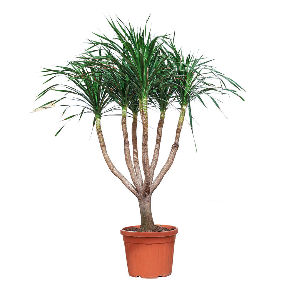 دراسينا دراكو متفرعة