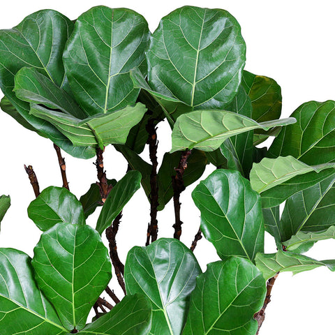 FICUS LYRATA PLANT - نبات فيكس ليراتا