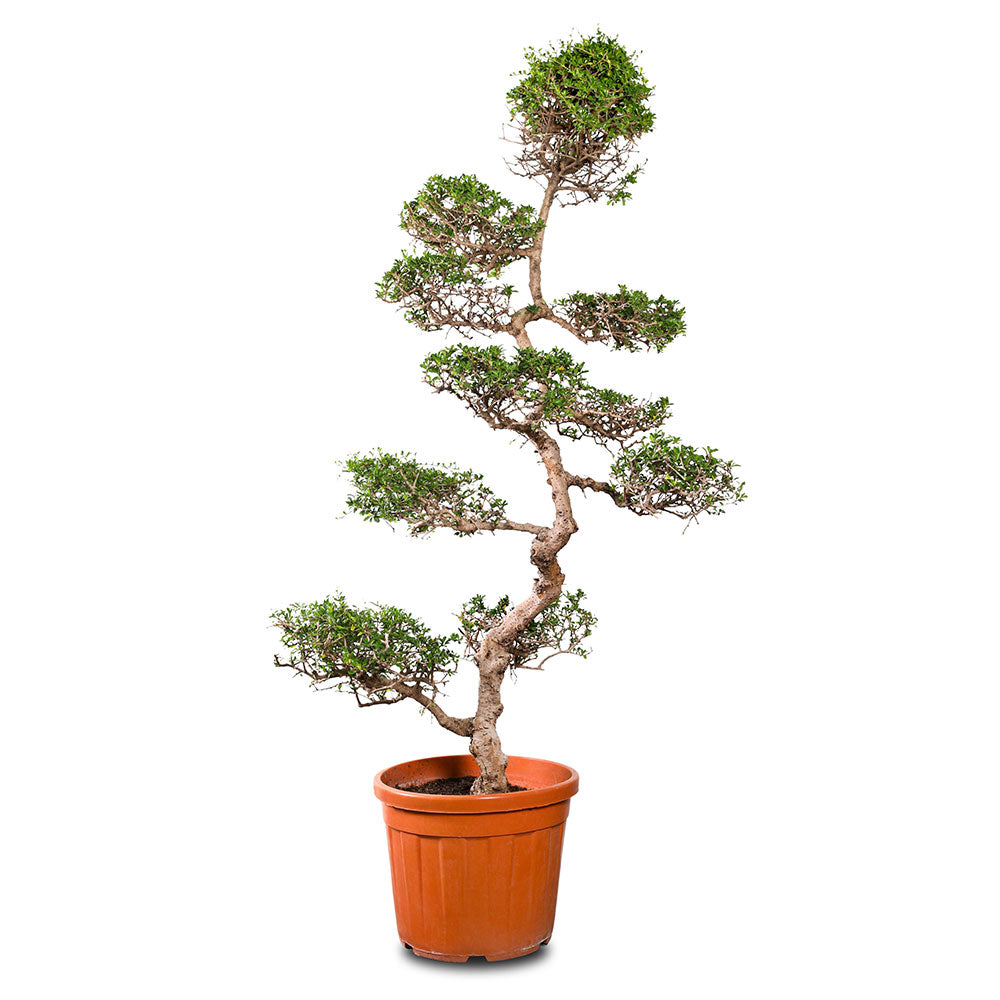 CARMONA MICROPHYLA BONSAI