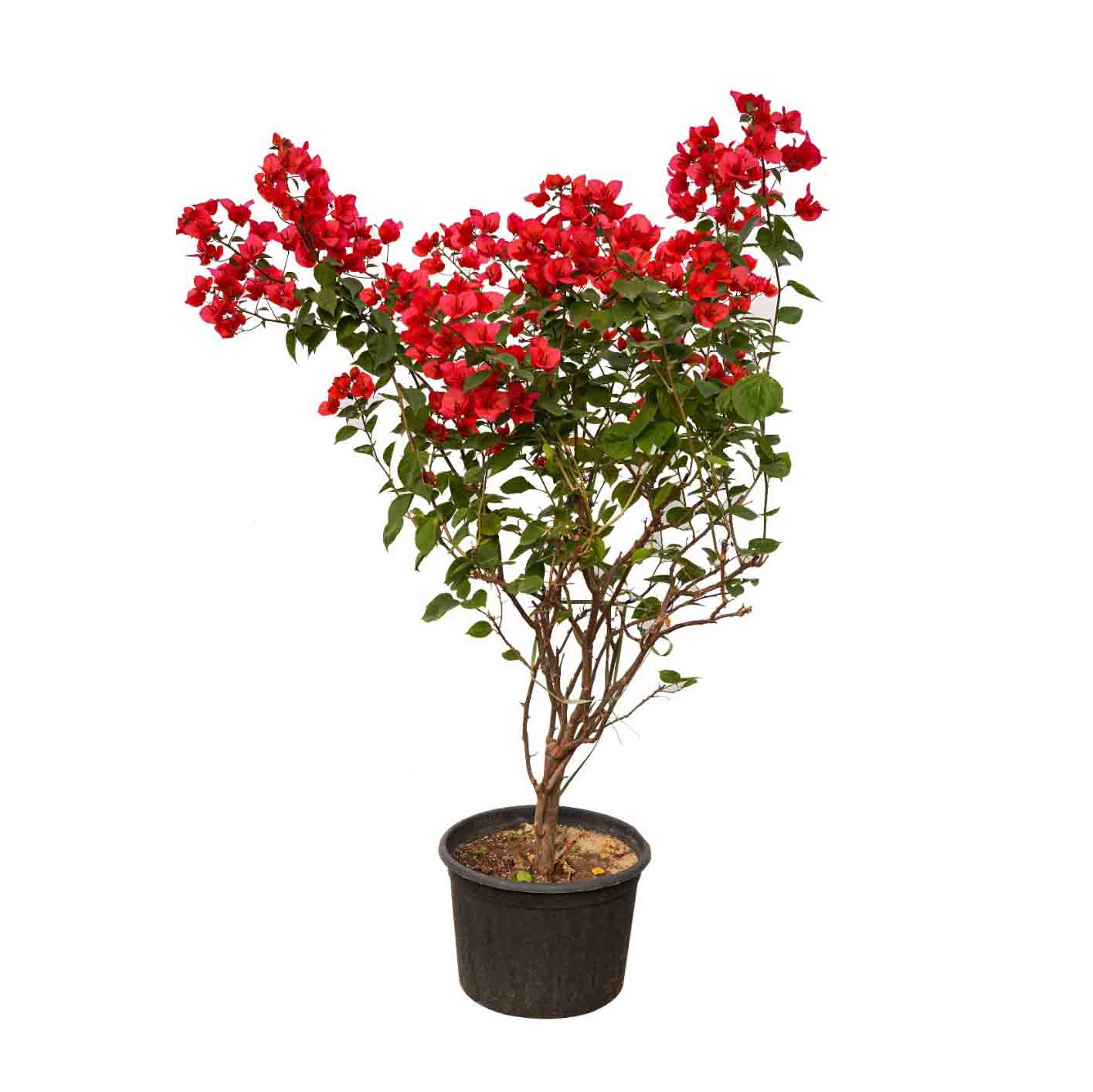 BOUGAINVILLEA SICILY 1M جهنمية (مجنونة) سيلى 