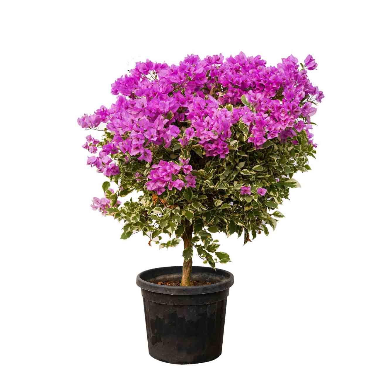 BOUGAINVILLEA ROMA جهنمية (مجنونة)