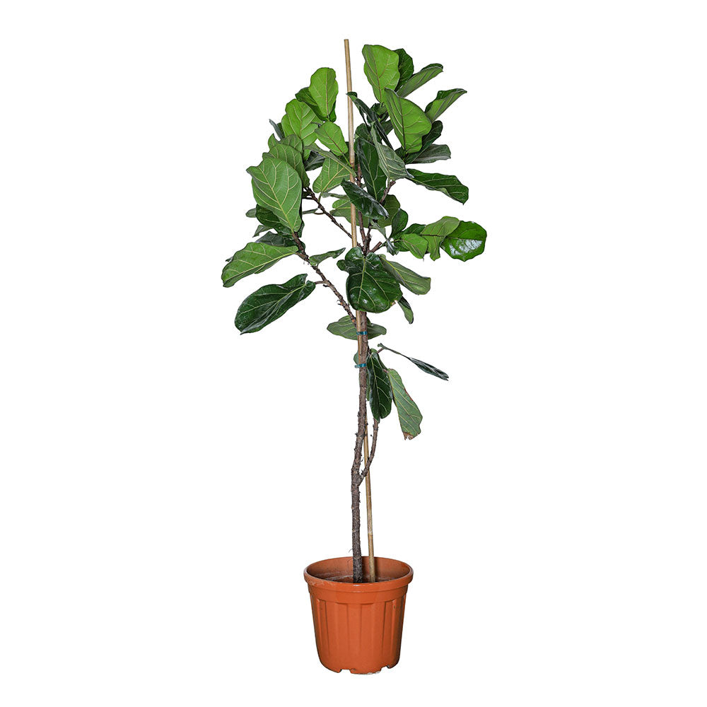 FICUS LYRATA PLANT - نبات فيكس ليراتا