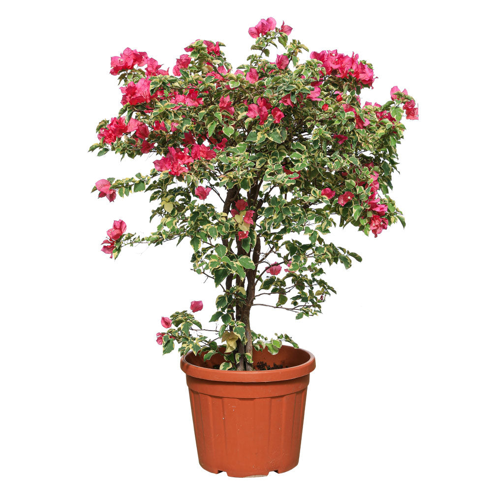 BOUGAINVILLEA TORINO TREE- جهنمية (مجنونة) تورينو