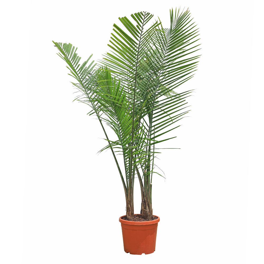 RAVENEA RIVULARIS H150-200CM رافينيا ريفولاريس