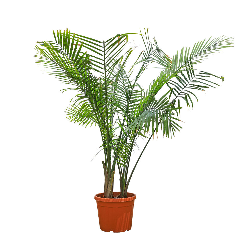 RAVENEA RIVULARIS H150-200CM رافينيا ريفولاريس