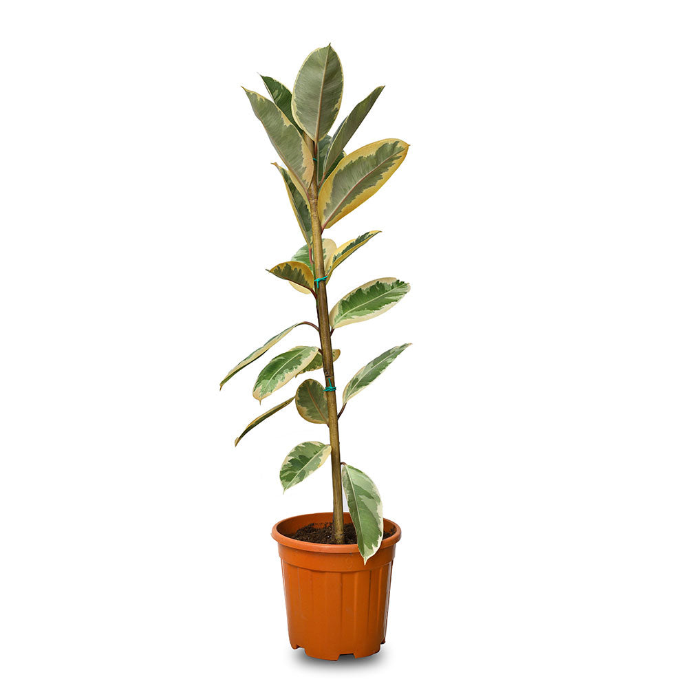 FICUS ELASTICA - TINEKE فيكس مطاط 