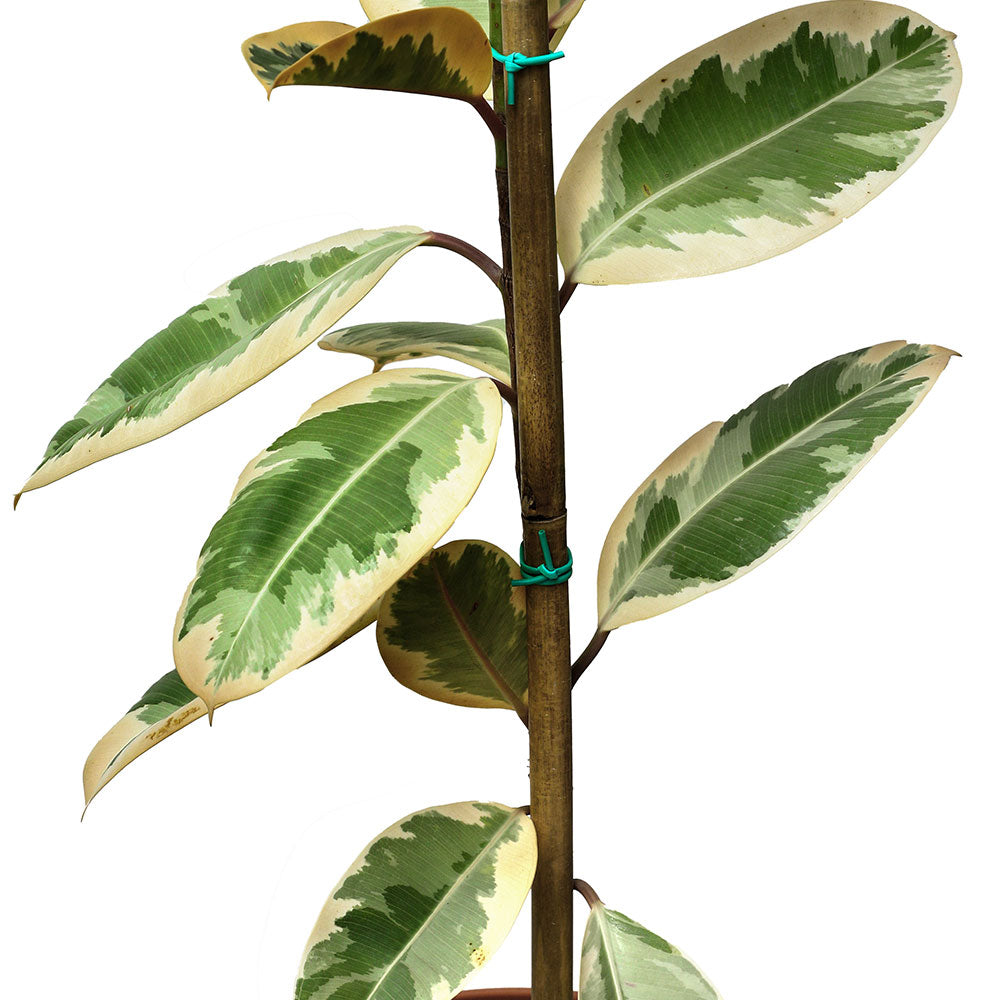 FICUS ELASTICA - TINEKE فيكس مطاط 