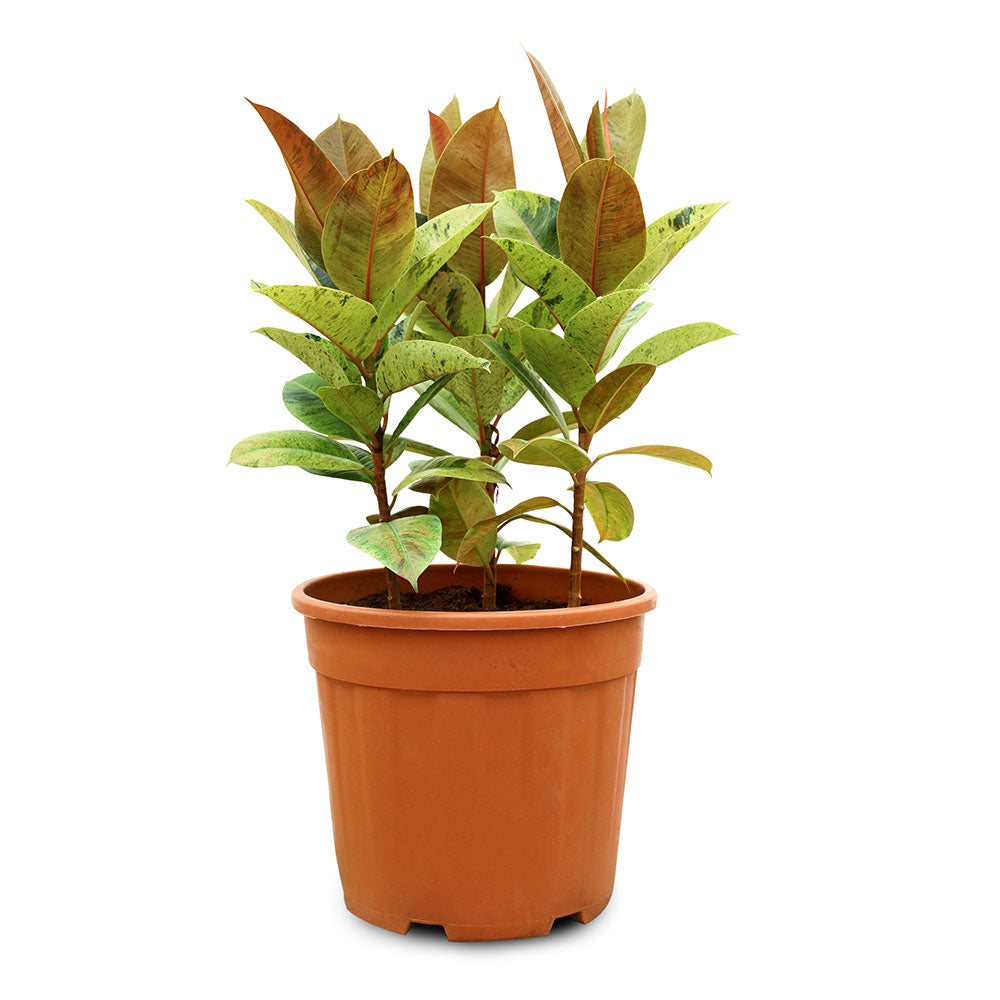 FICUS ELASTICA SHIVEREANA- H20-40CM  فيكس المطاط