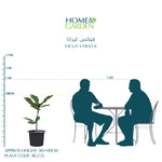 FICUS LYRATA- H80-100CM - فيكس ليراتا
