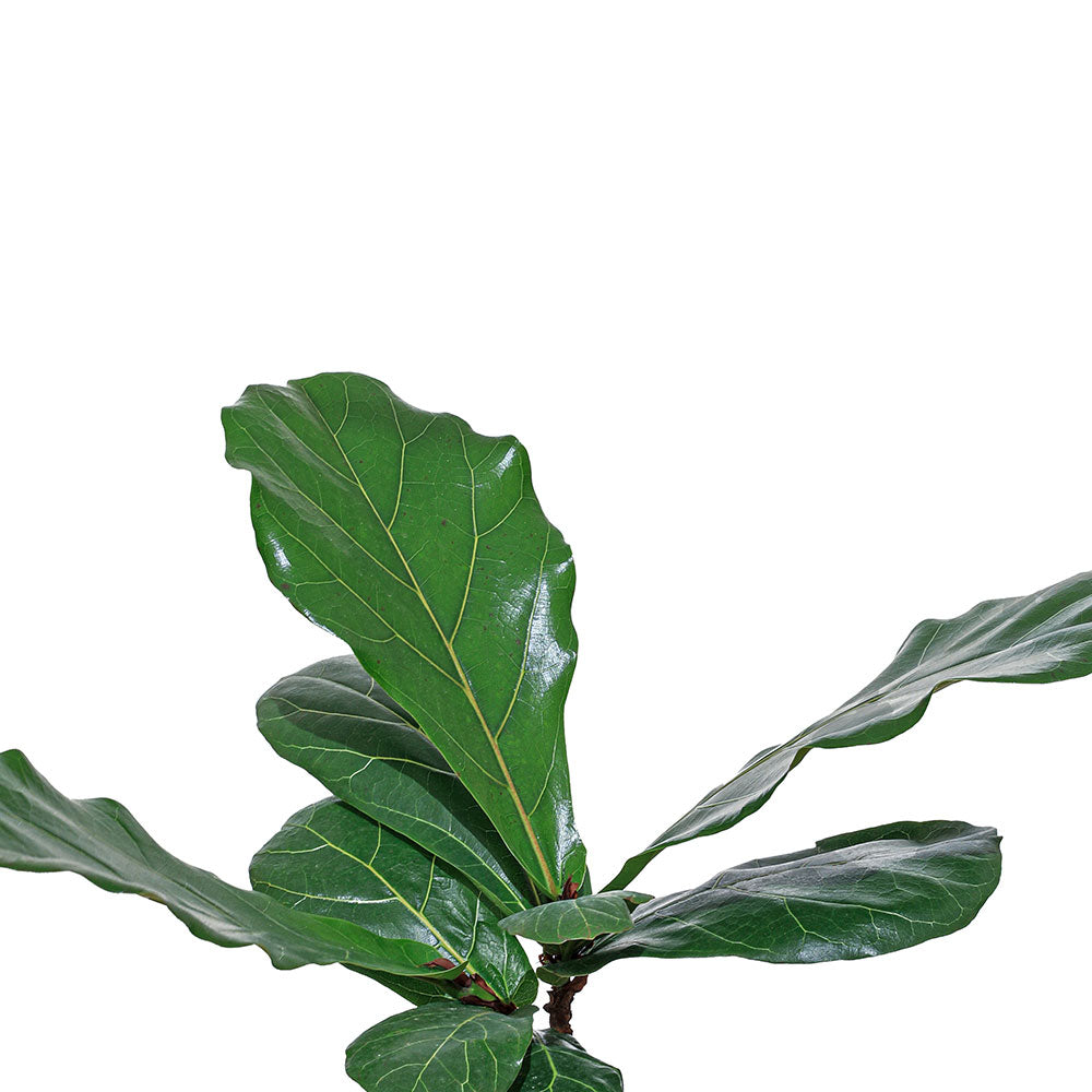 FICUS LYRATA- H80-100CM - فيكس ليراتا