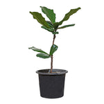 FICUS LYRATA- H80-100CM - فيكس ليراتا