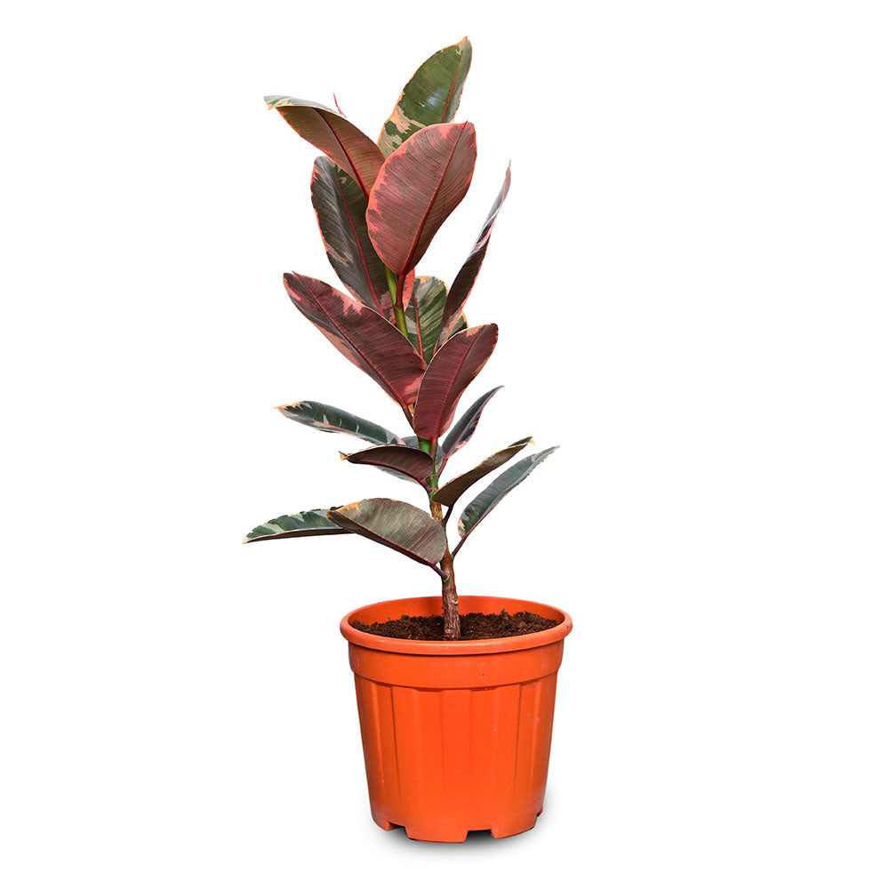FICUS ELASTICA RUBY TREE فيكس المطاط