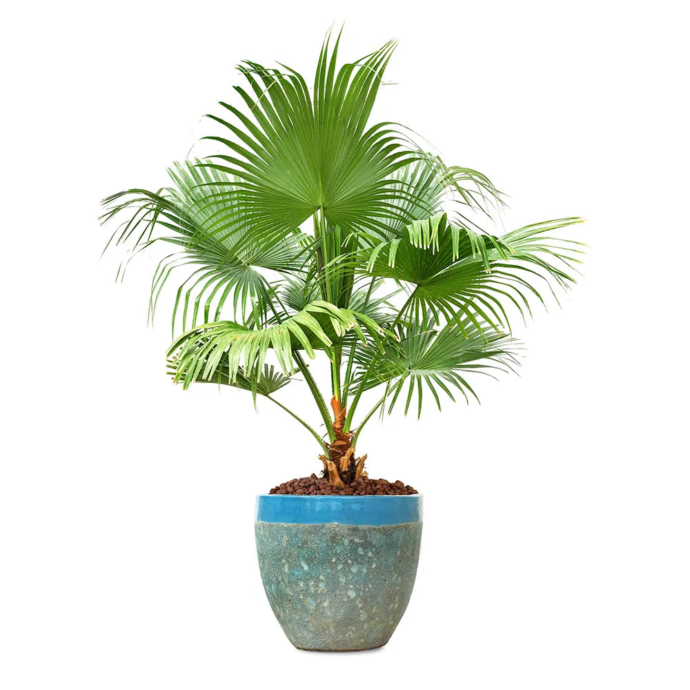 ليفستونيا الصينية في حوض ألتيروسا الأزرق الفاتح - ارتفاع 200 سم