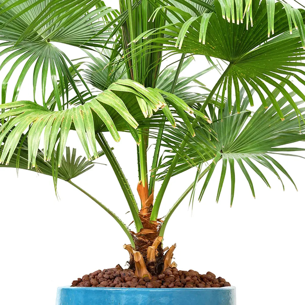 ليفستونيا الصينية في حوض ألتيروسا الأزرق الفاتح - ارتفاع 200 سم