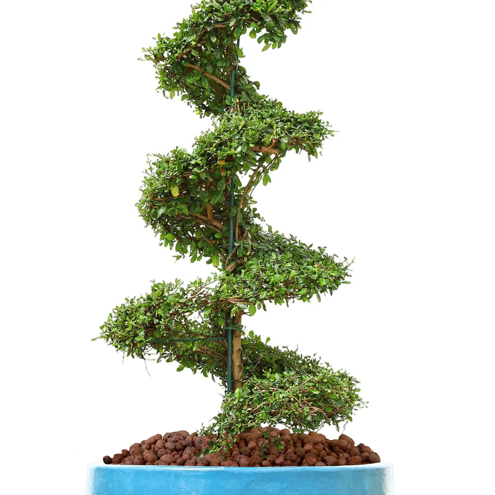 كارمونا ميكروفيلا في حوض ألتيروسا الأزرق الفاتح - ارتفاع 230 سم