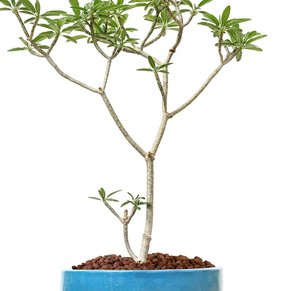 بلوماريا (فتنة) في حوض  ألتيروسا الأزرق الفاتح - ارتفاع 150 سم