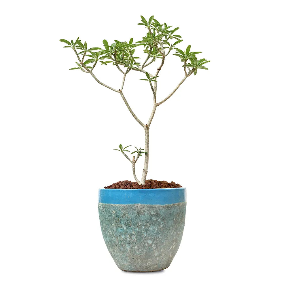 بلوماريا (فتنة) في حوض  ألتيروسا الأزرق الفاتح - ارتفاع 150 سم