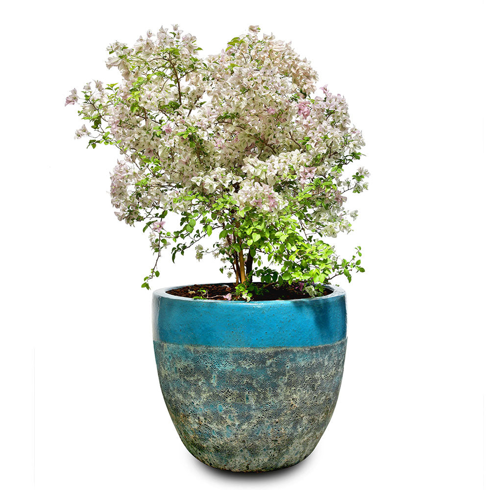 BOUGAINVILLEA MESCOLARE IN ALTEROSA IRONSTONE AQUA BLUE PLANTER - بوغانفيليا ميسكولر في ألتيروسا أيرونستون أكوا بلو